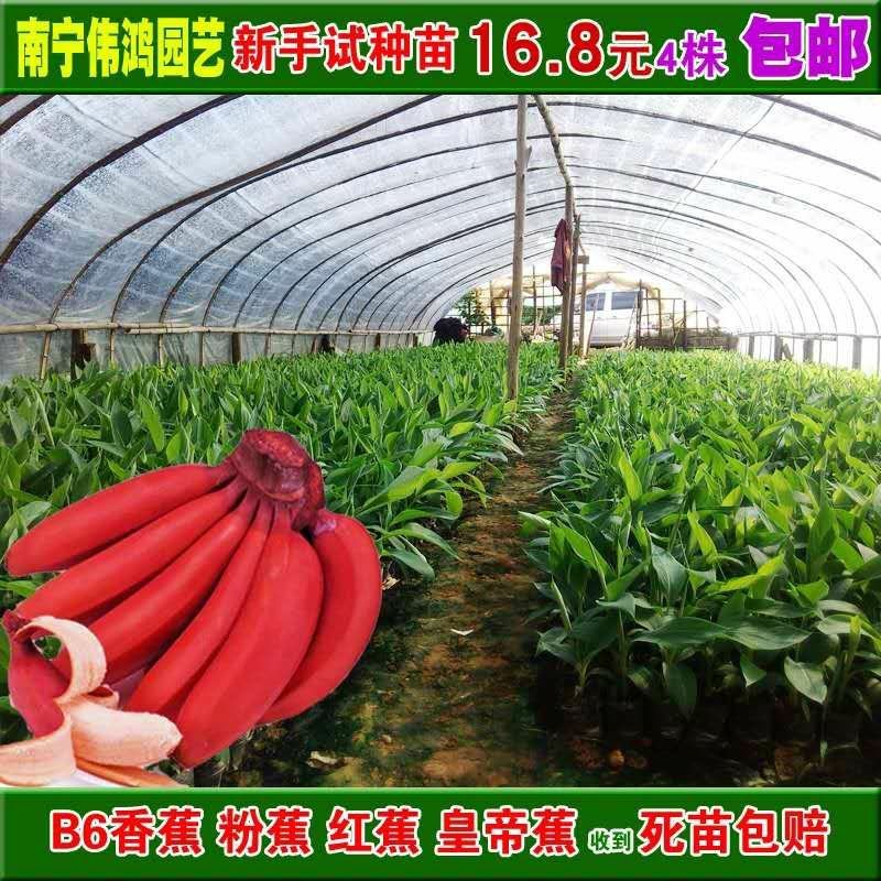 香蕉苗树苗包邮南北方威廉斯香蕉粉蕉矮化蕉红香蕉皇帝蕉中蕉