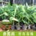 香蕉苗树苗包邮南北方威廉斯香蕉粉蕉矮化蕉红香蕉皇帝蕉中蕉