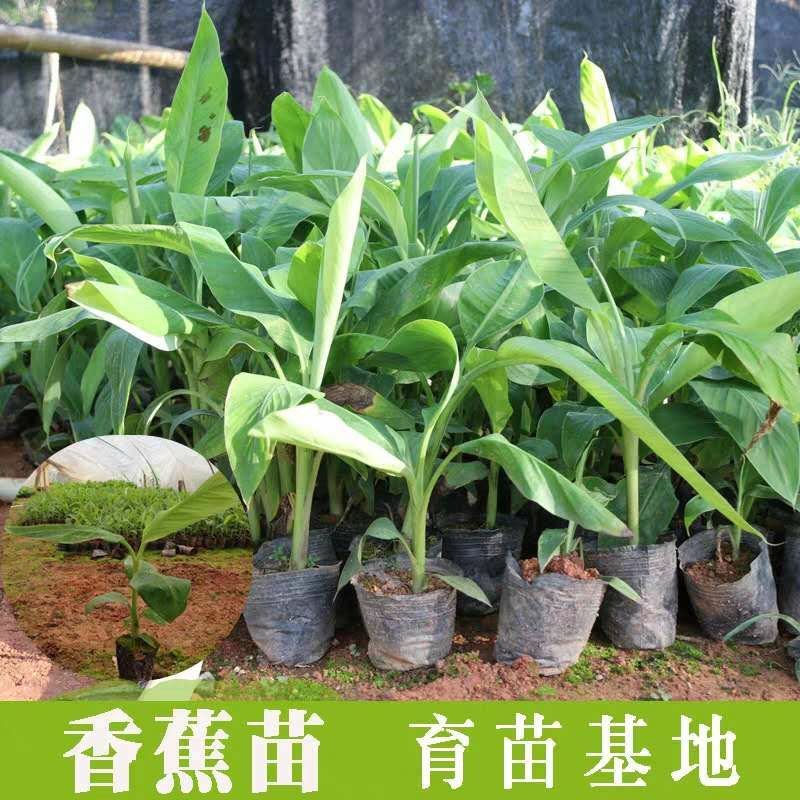 香蕉苗树苗包邮南北方威廉斯香蕉粉蕉矮化蕉红香蕉皇帝蕉中蕉