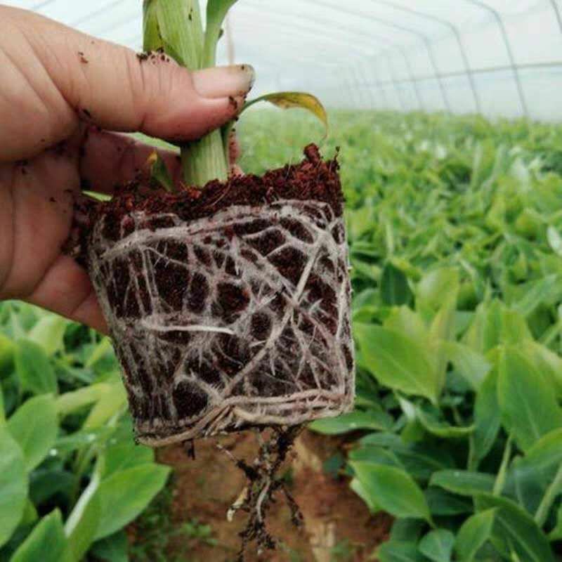 香蕉苗树苗包邮南北方威廉斯香蕉粉蕉矮化蕉红香蕉皇帝蕉中蕉