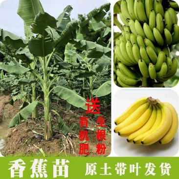 香蕉苗树苗包邮南北方威廉斯香蕉粉蕉矮化蕉红香蕉皇帝蕉中蕉