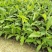 香蕉苗树苗包邮南北方威廉斯香蕉粉蕉矮化蕉红香蕉皇帝蕉中蕉
