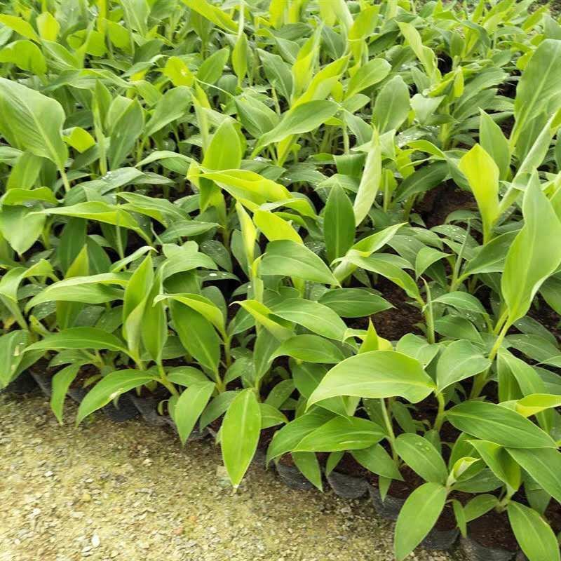 香蕉苗树苗包邮南北方威廉斯香蕉粉蕉矮化蕉红香蕉皇帝蕉中蕉