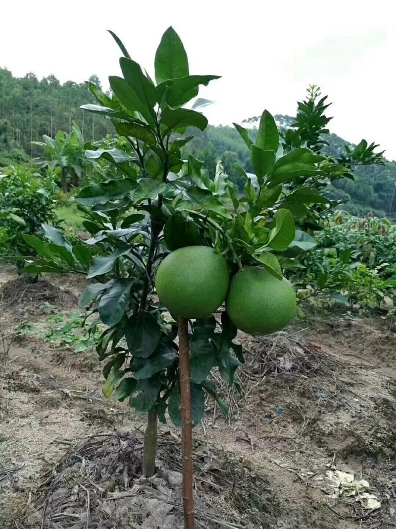 青皮柚苗基地直供/24小时发货包技术指导/死苗断苗补发