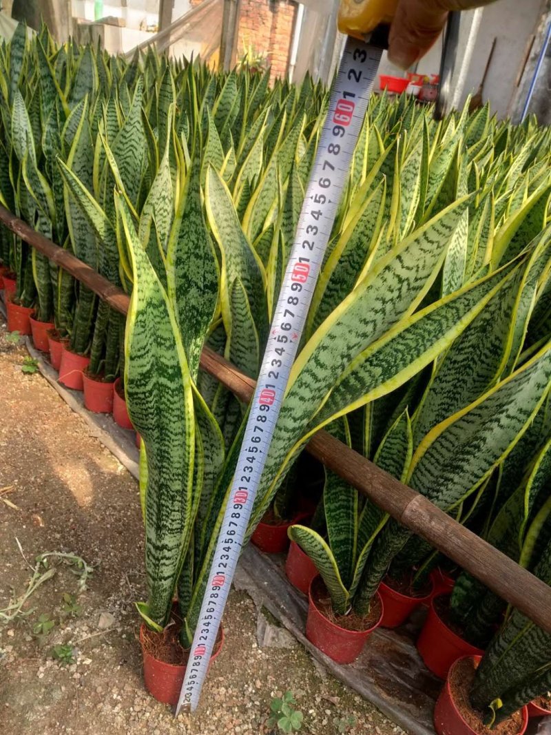金边长脚矮脚虎皮兰40-50cm矮脚虎皮兰20-25cm