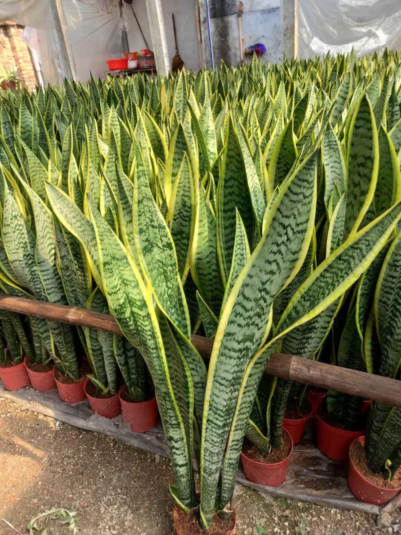 金边长脚矮脚虎皮兰40-50cm矮脚虎皮兰20-25cm