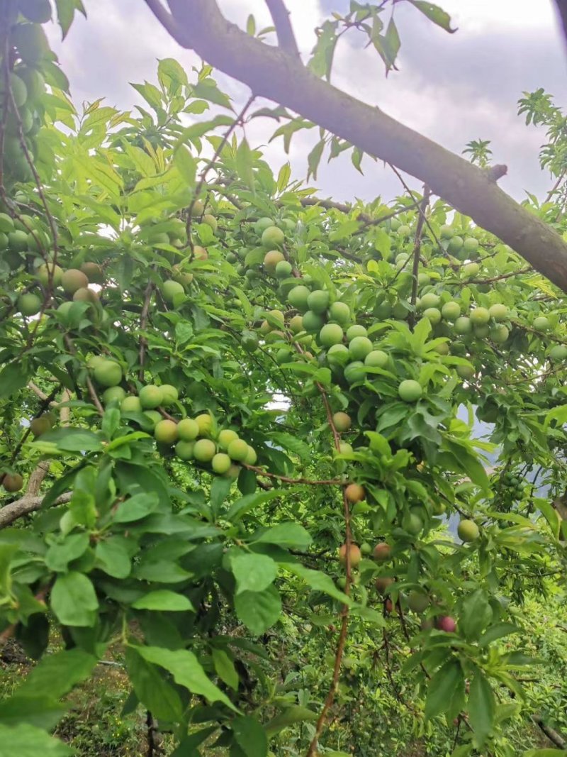三华李正宗嫁接苗早熟青脆李晩熟红心李包邮发货