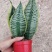 金边长脚矮脚虎皮兰40-50cm矮脚虎皮兰20-25cm