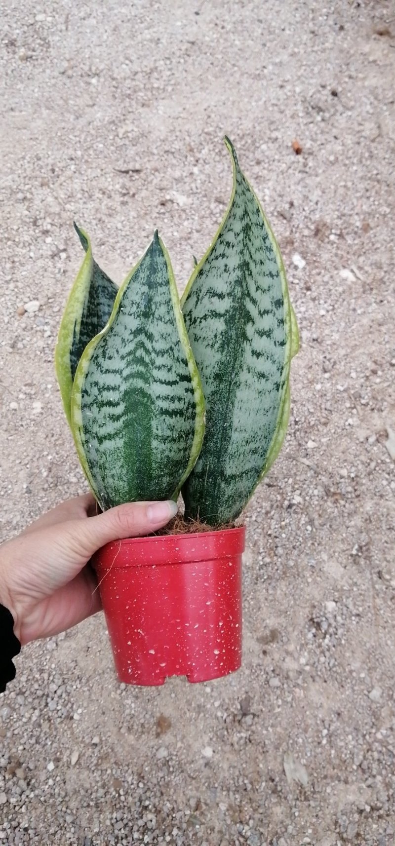 金边长脚矮脚虎皮兰40-50cm矮脚虎皮兰20-25cm