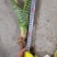 金边长脚矮脚虎皮兰40-50cm矮脚虎皮兰20-25cm