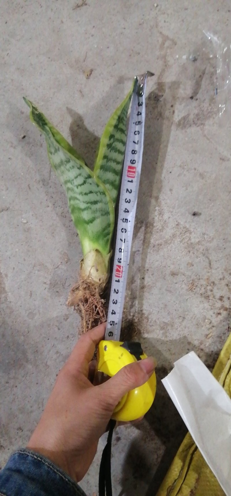 金边长脚矮脚虎皮兰40-50cm矮脚虎皮兰20-25cm