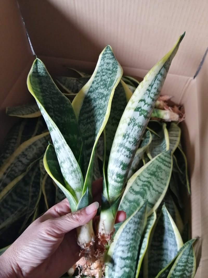 金边长脚矮脚虎皮兰40-50cm矮脚虎皮兰20-25cm