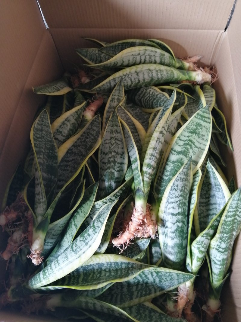 金边长脚矮脚虎皮兰40-50cm矮脚虎皮兰20-25cm