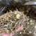 【茉莉银针】新茶茉莉花茶纯芽一斤一箱