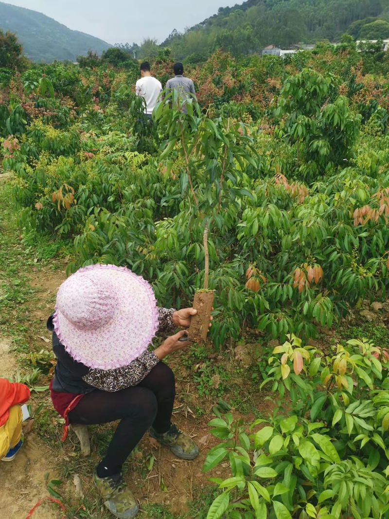 荔枝苗妃子笑荔枝苗无核荔枝苗优良品种放心苗