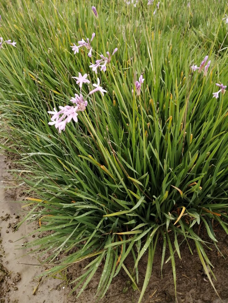 城市观赏花草：自种自销农户价