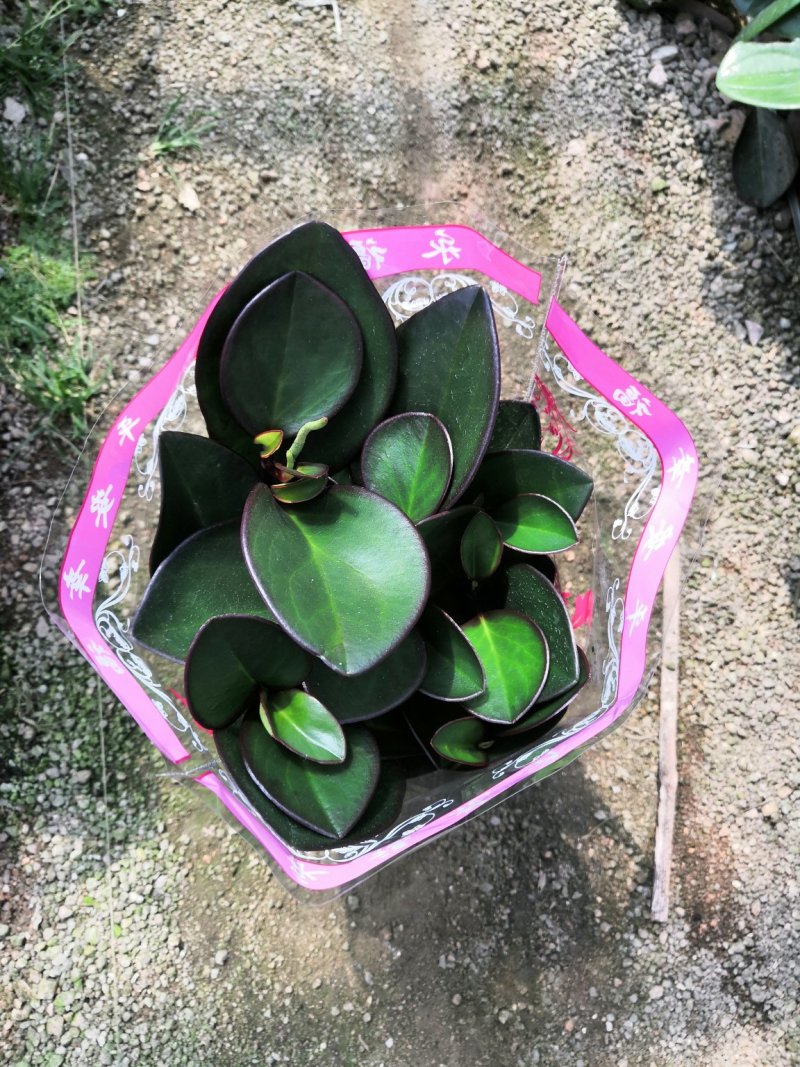 热手盆栽_红叶豆瓣绿碧玉基地批发盆栽绿植室内桌面盆栽