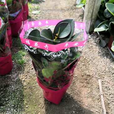热手盆栽_红叶豆瓣绿碧玉基地批发盆栽绿植室内桌面盆栽