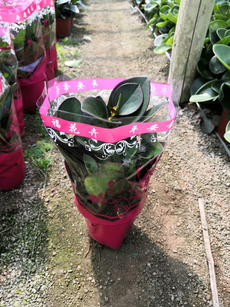 热手盆栽_红叶豆瓣绿碧玉基地批发盆栽绿植室内桌面盆栽