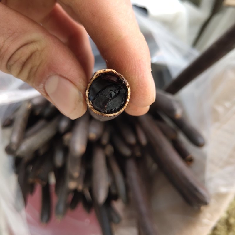 腊肠果便秘果新货包装关书药业