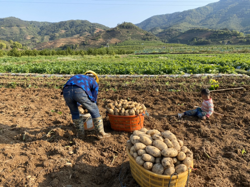 新土豆沙地2两以上黄皮黄心精品靚货产地直发