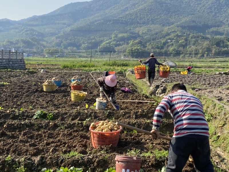 新土豆沙地2两以上黄皮黄心精品靚货产地直发