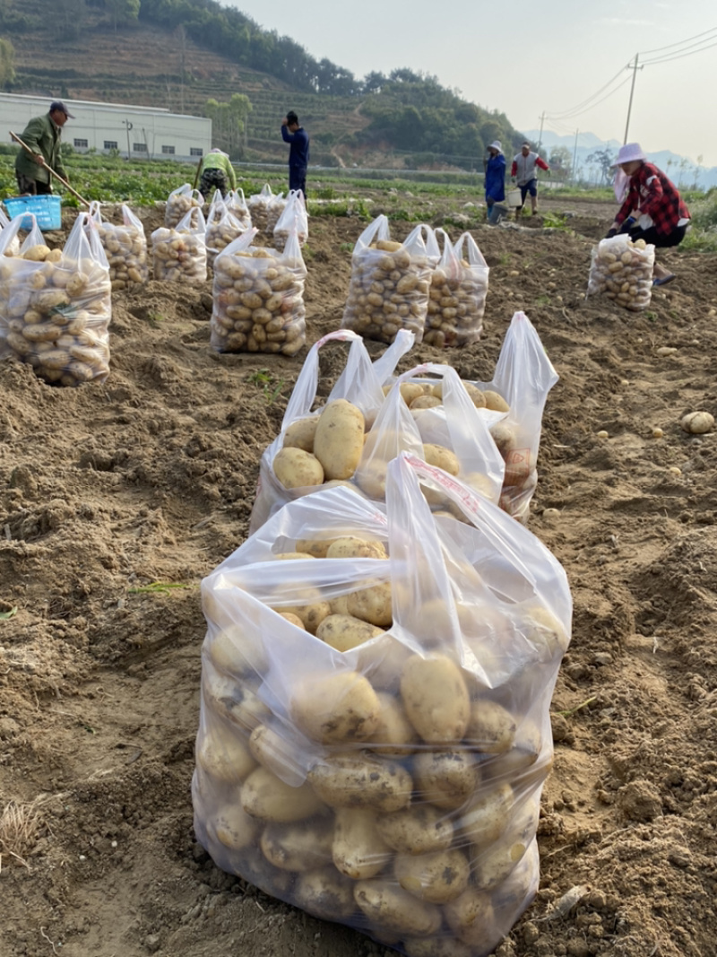 新土豆沙地2两以上黄皮黄心精品靚货产地直发