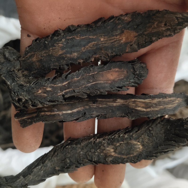 肉苁蓉水洗软大条片关书药业品质保证