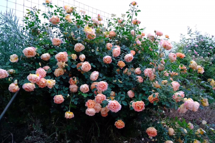 一位女性轻轻嗅闻大花美人月季花朵