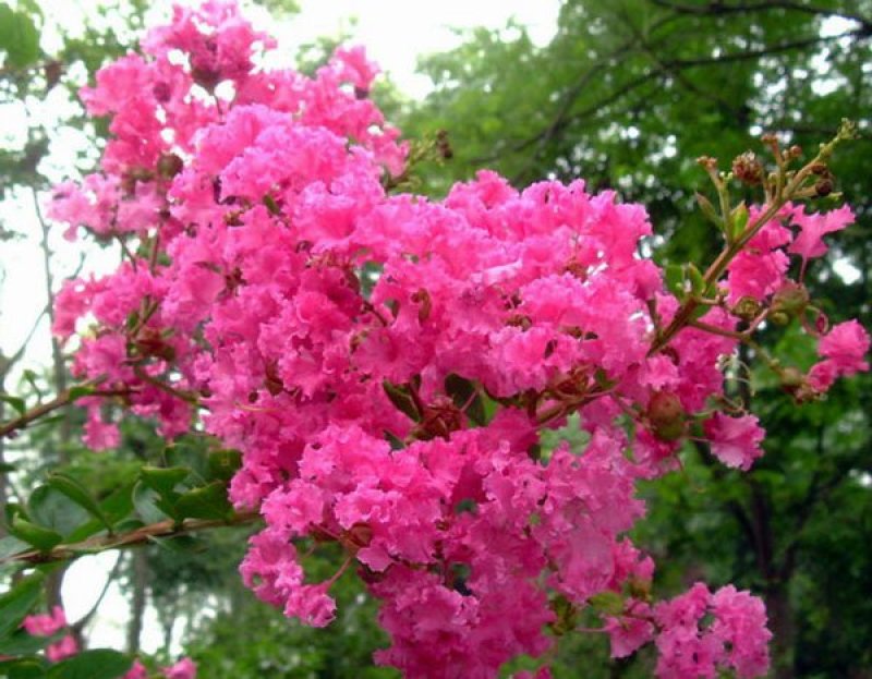 供应红花紫薇