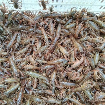 小龙虾虾苗出售虾苗虾苗，，，，，，，，，。。