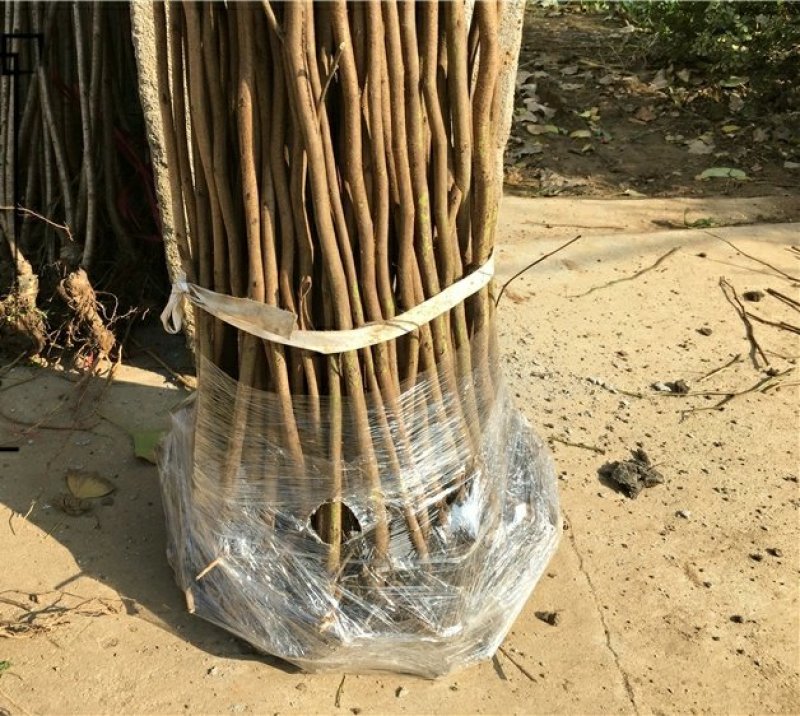 紫荆花苗庭院耐寒室外花卉植物南方北方别墅花园绿化苗木紫荆