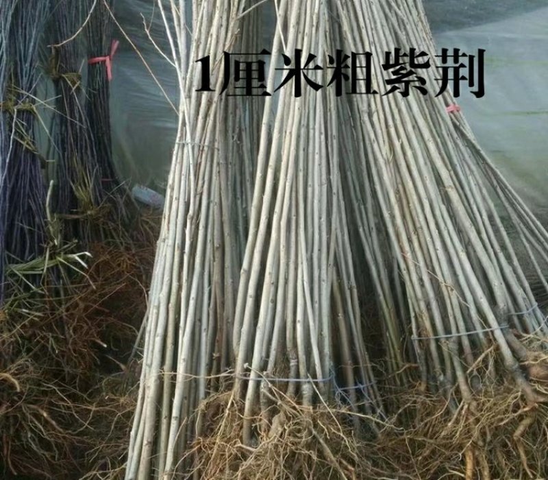 紫荆花苗庭院耐寒室外花卉植物南方北方别墅花园绿化苗木紫荆