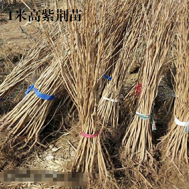紫荆花苗庭院耐寒室外花卉植物南方北方别墅花园绿化苗木紫荆
