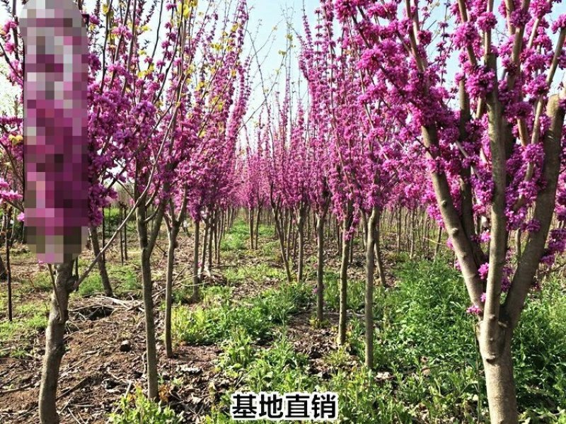 紫荆花苗庭院耐寒室外花卉植物南方北方别墅花园绿化苗木紫荆