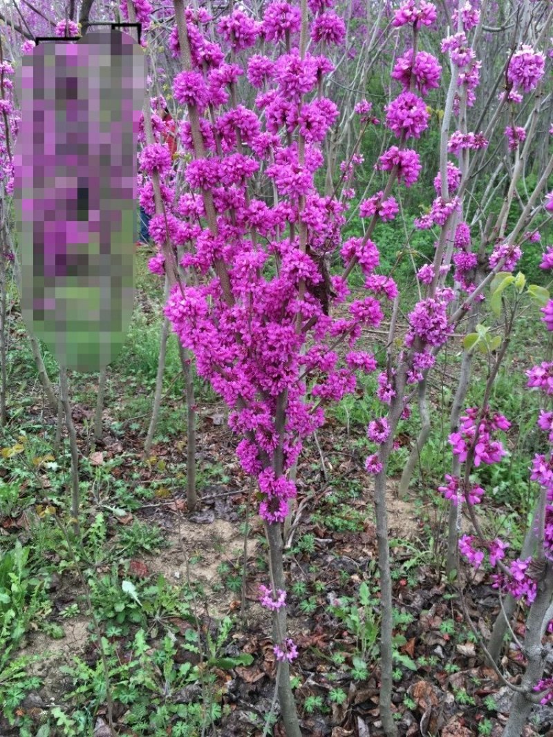 紫荆花苗庭院耐寒室外花卉植物南方北方别墅花园绿化苗木紫荆
