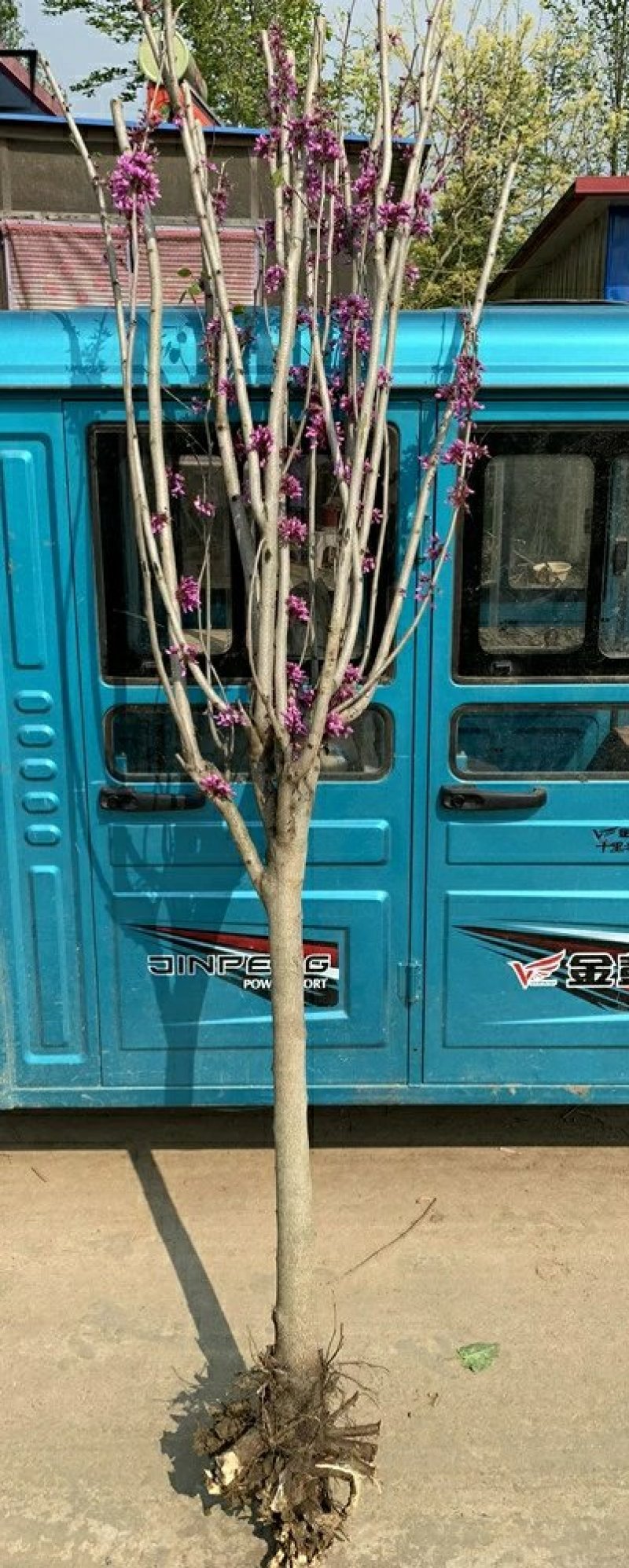 紫荆花苗庭院耐寒室外花卉植物南方北方别墅花园绿化苗木紫荆