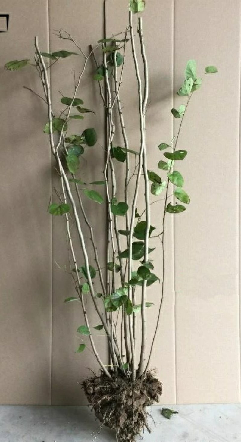 丛生紫荆花苗紫荆小苗庭院种植观花植物紫荆树苗地栽庭院绿化