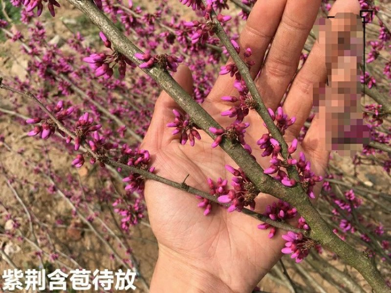 丛生紫荆花苗紫荆小苗庭院种植观花植物紫荆树苗地栽庭院绿化