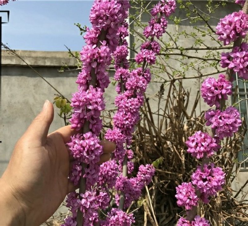 丛生紫荆花苗紫荆小苗庭院种植观花植物紫荆树苗地栽庭院绿化