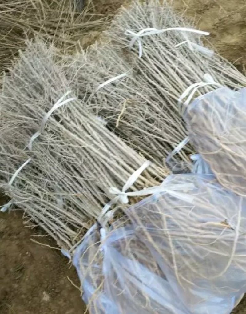 黑枸杞苗3年生，适合南北方种植，适应各种土壤气候条件