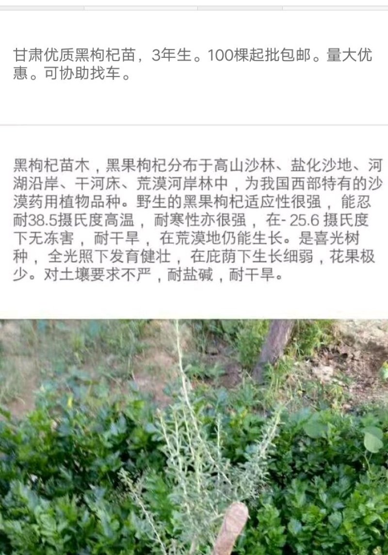 黑枸杞苗3年生，适合南北方种植，适应各种土壤气候条件