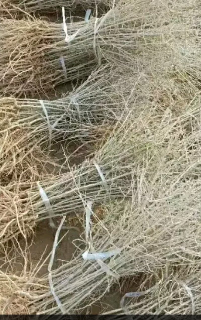 黑枸杞苗3年生，适合南北方种植，适应各种土壤气候条件