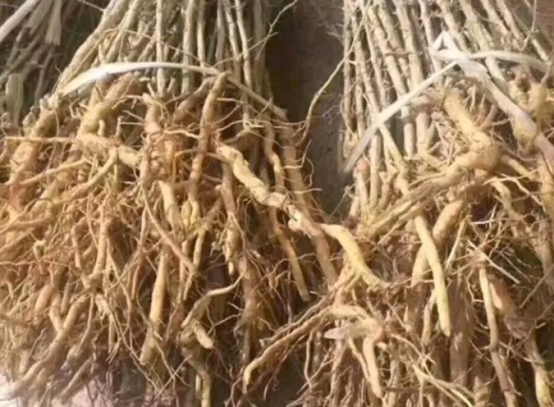 黑枸杞苗3年生，适合南北方种植，适应各种土壤气候条件