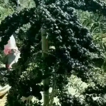 黑枸杞苗3年生，适合南北方种植，适应各种土壤气候条件
