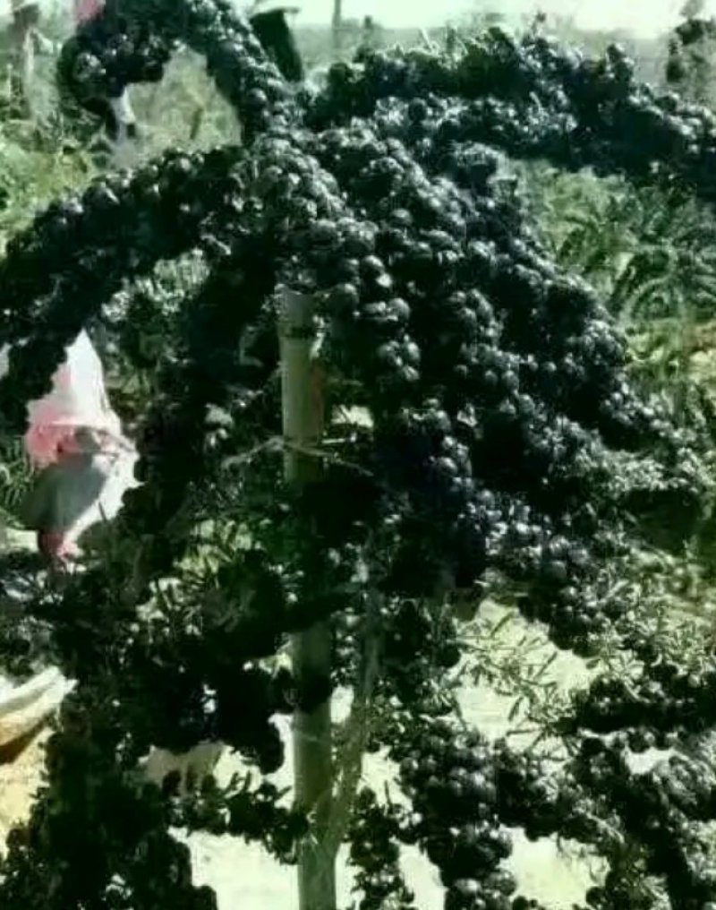 黑枸杞苗3年生，适合南北方种植，适应各种土壤气候条件