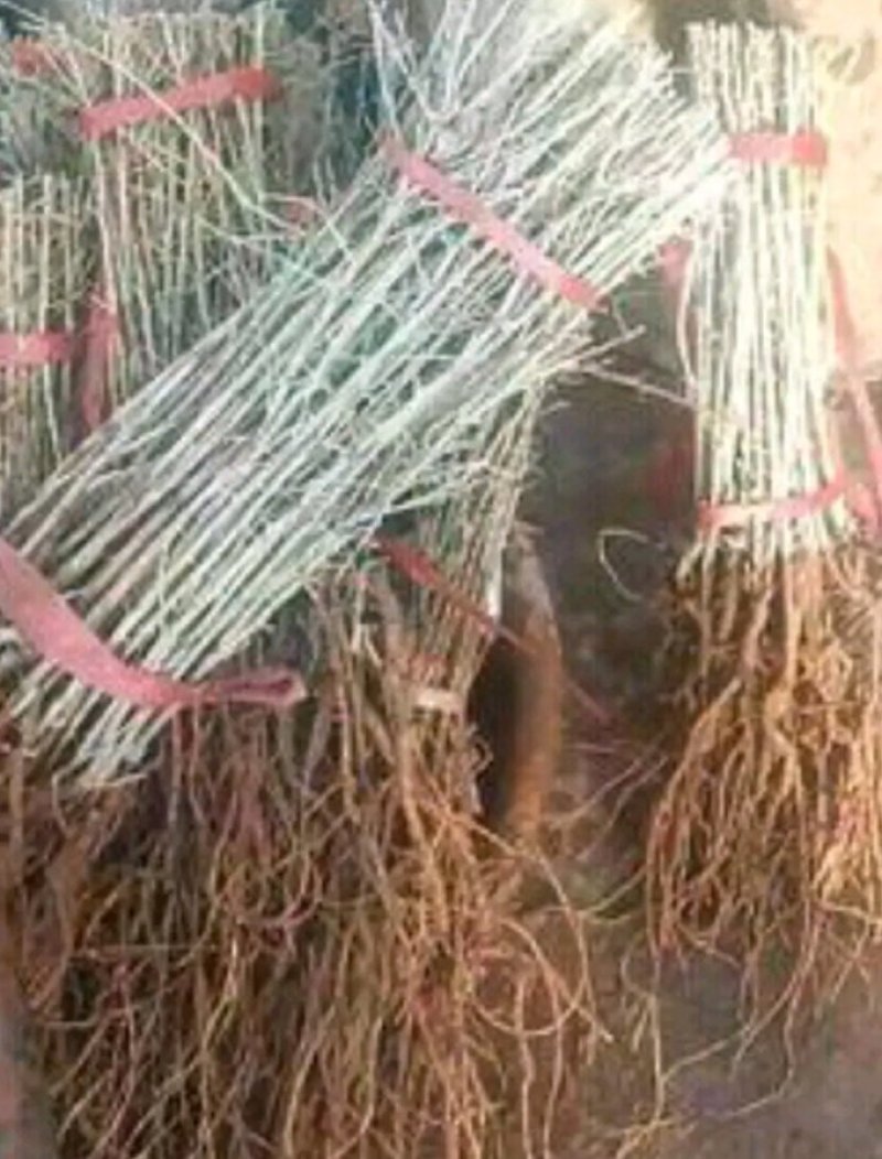 黑枸杞苗3年生，适合南北方种植，适应各种土壤气候条件