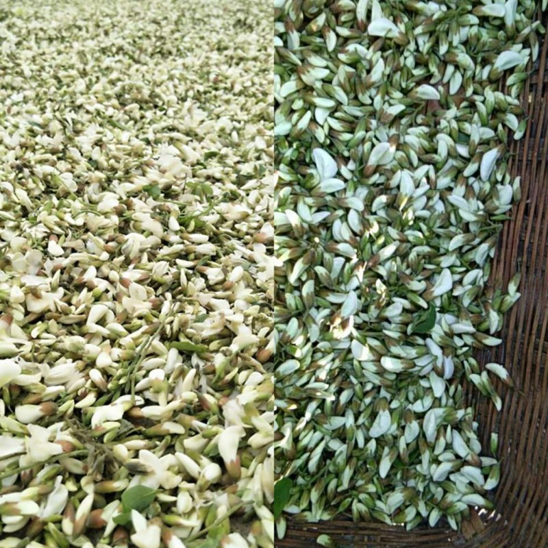 洋槐花骨朵现货支持一件代发