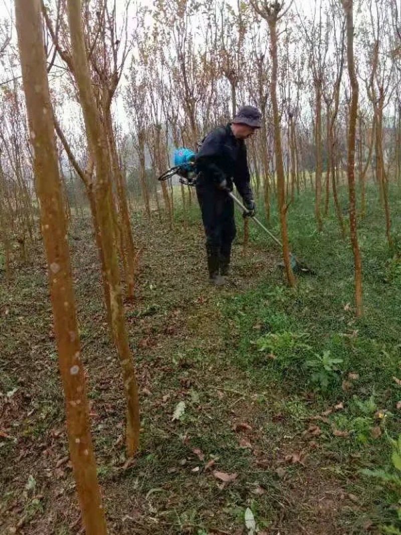 绿化苗木