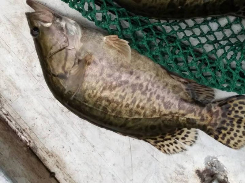 重庆优质桂鱼，产地直发，货源充足，质量保证